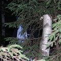 9183738.jpg