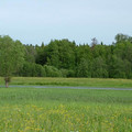 9541661.jpg