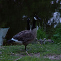 7005915.jpg