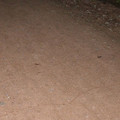9655832.jpg