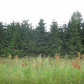 i1_mod1122882079_i1_img_0931.jpg