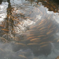 i1_mod1137675504_i1_pict0356.jpg